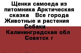 Щенки самоеда из питомника Арктическая сказка - Все города Животные и растения » Собаки   . Калининградская обл.,Советск г.